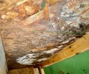 Mold on the ceiling of an attic. 