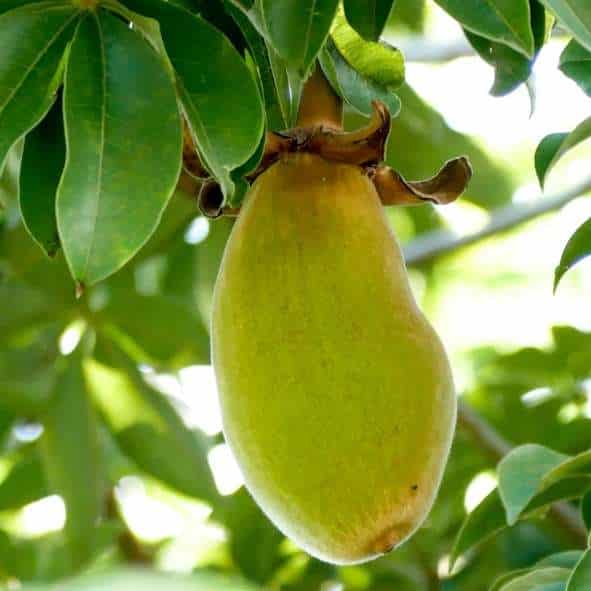 Baobab fruit hanging from a tree that can be used for for anti-inflammatory smoothies