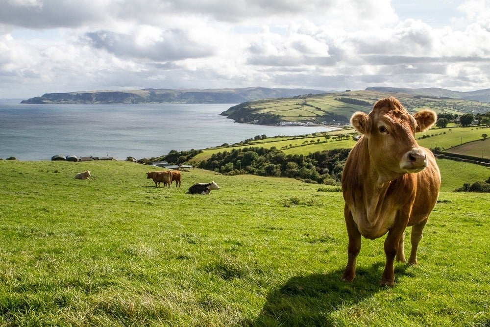 Cow grazing in grass in scenic pasture in hills to produce dairy for whey protein