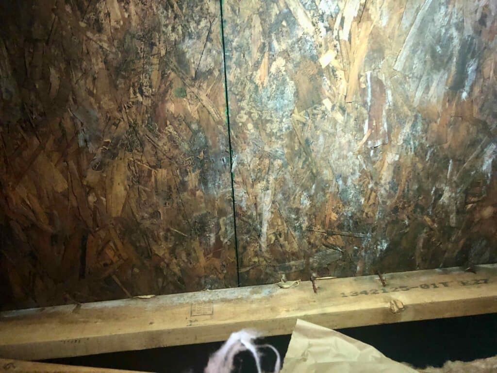 Black mold in new home attic space with water damage