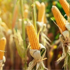 Corn growing in a field being shown as a food that causes leaky gut