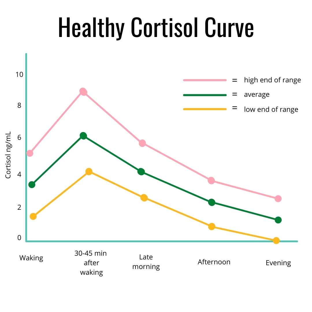 Infographic of the Healthy Cortisol Curve to help someone better understand natural ways to lower cortisol including the best foods that lower cortisol