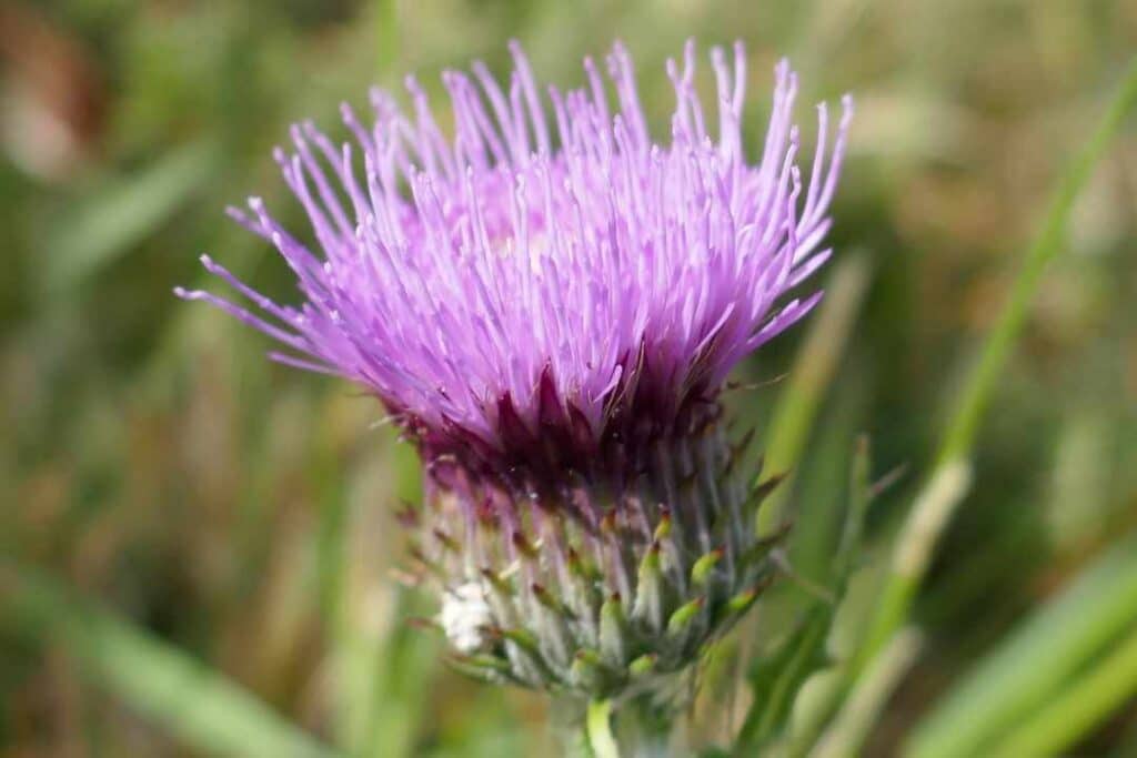 Milk Thistle flower which is used to produce silymarin to enhance glutathion and liver Health