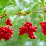 Schisandra berries hanging in a tree. 