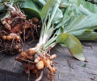 Bushel of turmeric plants with roots and leaves.