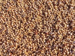 close up of uncooked sorghum, a gluten free grain